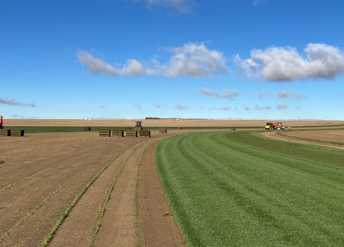GrassUtah sod field before harvest